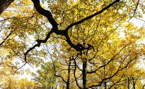 branch of oak tree and yellow crowns of oaks